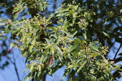 Cinnamomum camphora