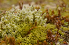 Racomitrium canescens