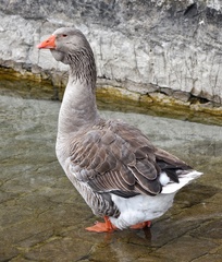 Anser anser domesticus