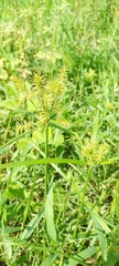 Cyperus odoratus