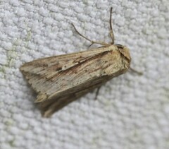 Mythimna decisissima