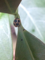 Brachiacantha bruchi