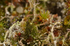 Cephaloziella