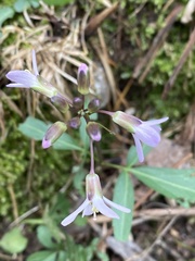 Cardamine concatenata