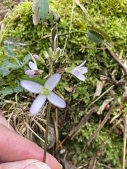 Cardamine concatenata