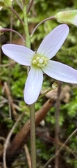 Cardamine concatenata