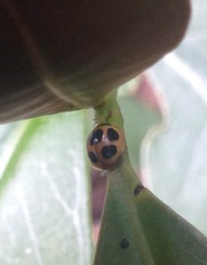 Brachiacantha bruchi