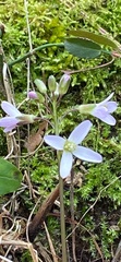 Cardamine concatenata