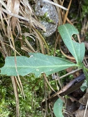Cardamine concatenata
