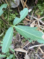 Cardamine concatenata
