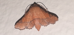 Thyrididae