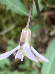 Cardamine concatenata