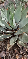 Agave parryi