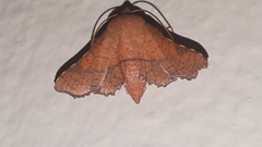 Thyrididae