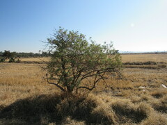 Barkleyanthus salicifolius