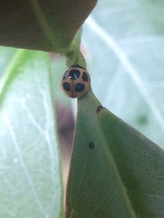 Brachiacantha bruchi