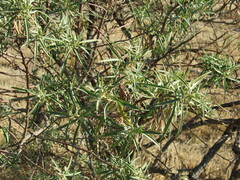Barkleyanthus salicifolius
