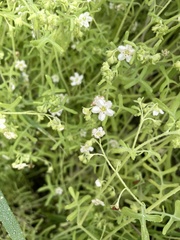 Pholistoma membranaceum