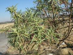 Barkleyanthus salicifolius