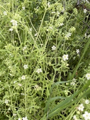 Pholistoma membranaceum