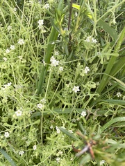 Pholistoma membranaceum