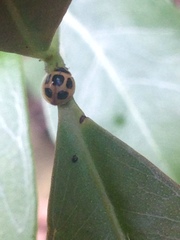 Brachiacantha bruchi