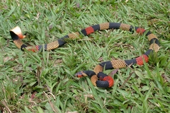 Micrurus obscurus