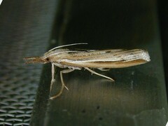 Thaumatopsis floridella