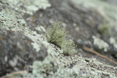 Ramalina intermedia