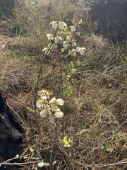 Asimina reticulata