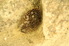 Mischocyttarus lilae