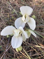 Asimina reticulata
