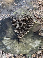 Trametes versicolor