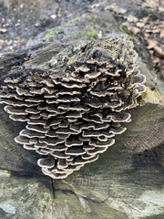 Trametes versicolor