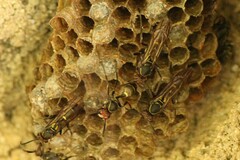 Mischocyttarus lilae