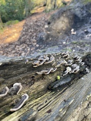 Trametes versicolor