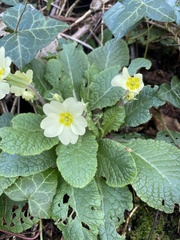 Primula vulgaris