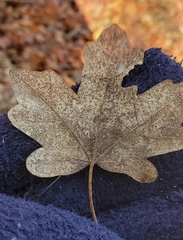 Acer grandidentatum