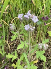 Phacelia cicutaria
