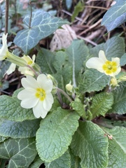 Primula vulgaris