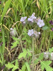 Phacelia cicutaria
