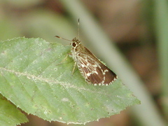 Amblyscirtes aesculapius