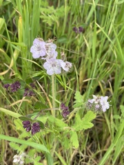 Phacelia cicutaria