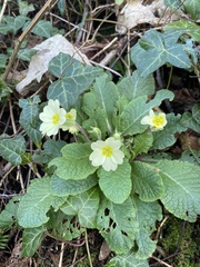 Primula vulgaris