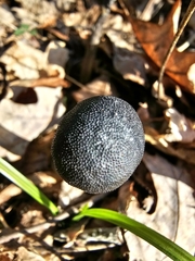 Tolypocladium capitatum