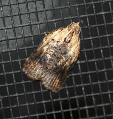 Cryptoptila australana