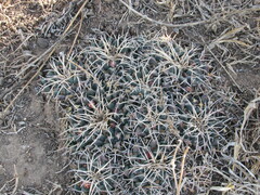 Mammillaria magnimamma