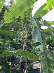 Musa acuminata