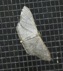 Idaea coercita