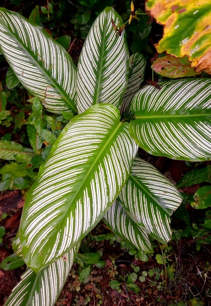 Imagem de Maranta Riscada